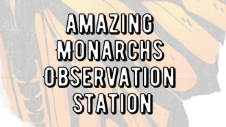 Amazing Monarchs Observation Station